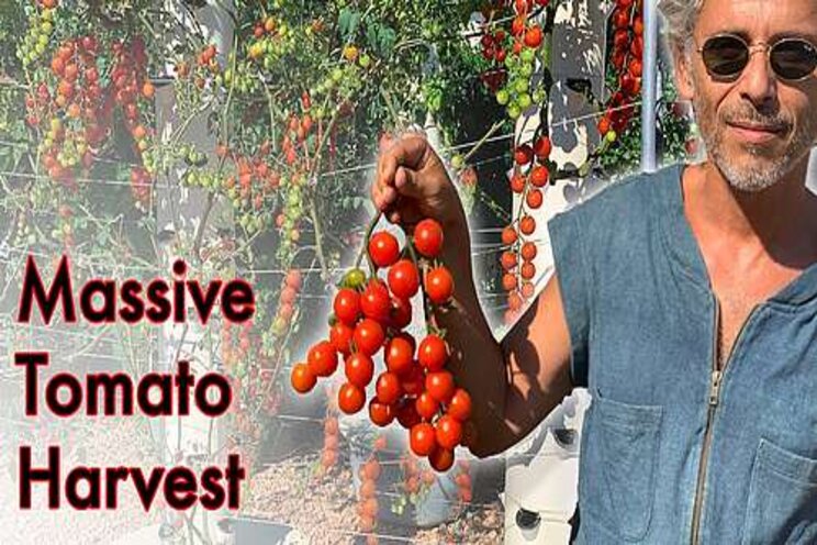 Massive tomato harvest on a Tower Garden Massive tomato harvest on a Tower Garden