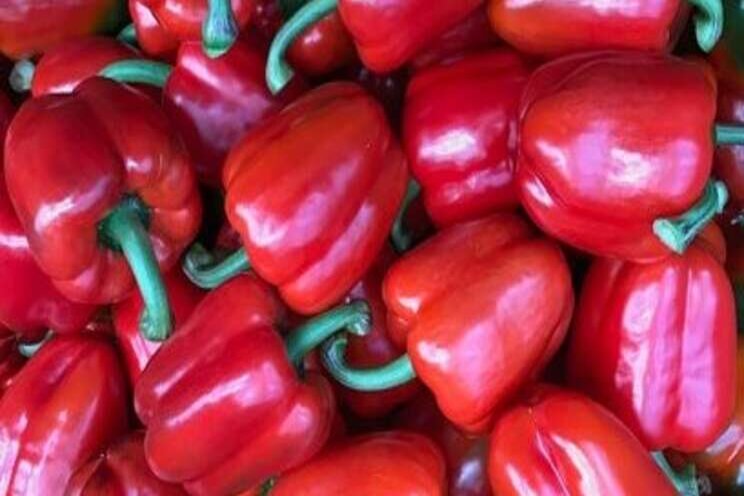 The science behind growing quality winter peppers at scale The science behind growing quality winter peppers at scale