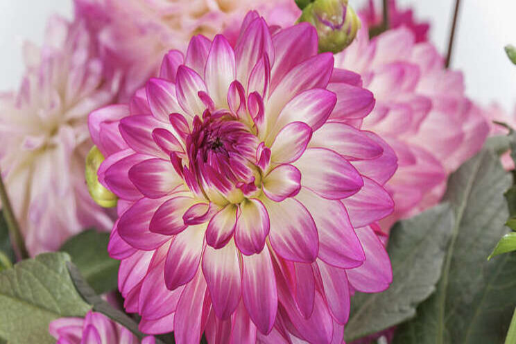 Culture Report: Dahlia 'Sincerity' Culture Report: Dahlia 'Sincerity'
