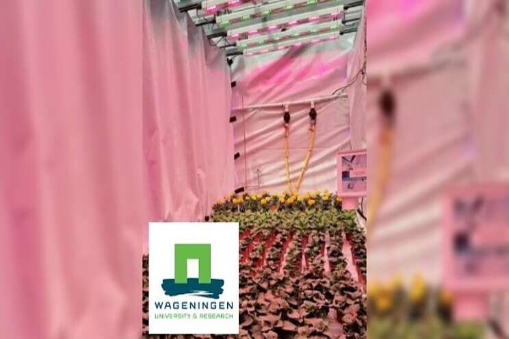 Growth and shape of potted plants can be controlled with light Growth and shape of potted plants can be controlled with light