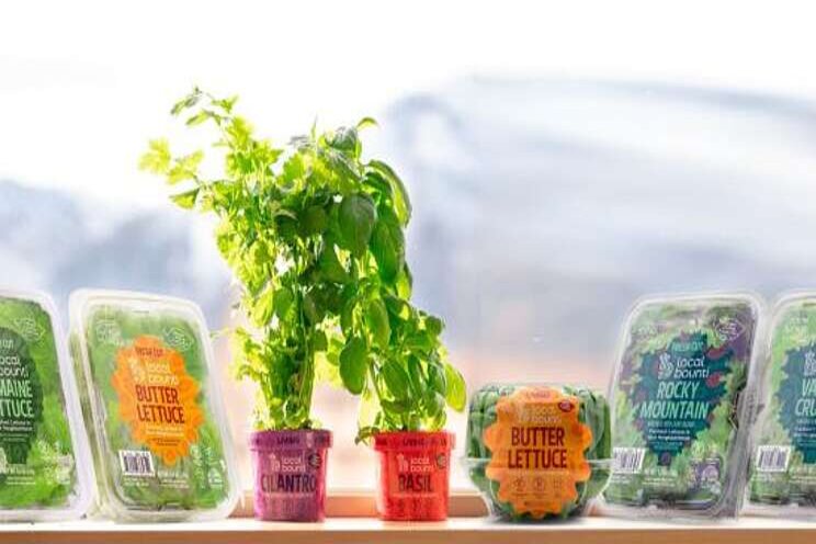 Lettuce grower in big sky country gets bigger Lettuce grower in big sky country gets bigger