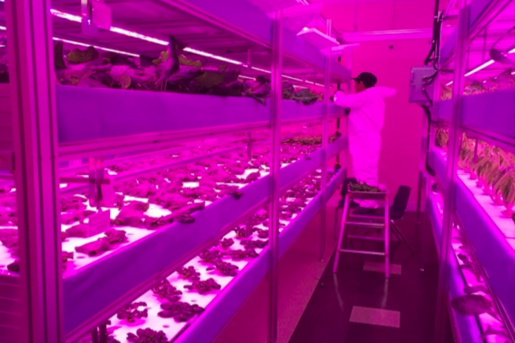 Vertical farming initiative brings fresh produce to N. Manitoba Vertical farming initiative brings fresh produce to N. Manitoba