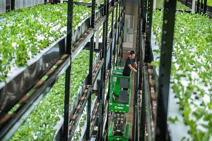 Energy as a service supports microgrids for vertical farming Energy as a service supports microgrids for vertical farming