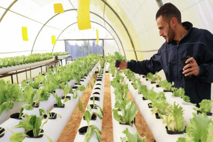 Vertical farm in Dubai to produce pesticide-free produce Vertical farm in Dubai to produce pesticide-free produce