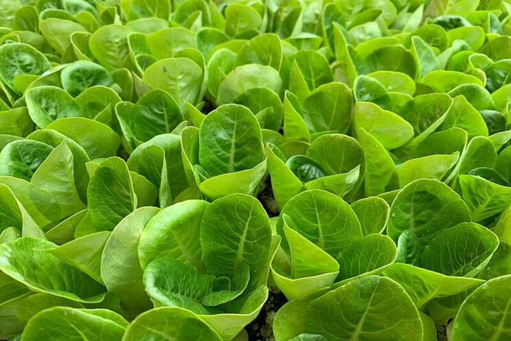 Dubai invests in vertical farming Dubai invests in vertical farming