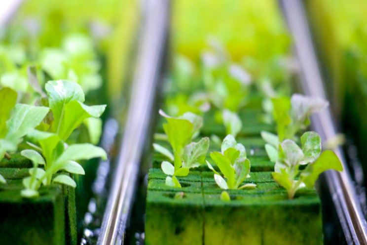 CEA funding breeds optimism for post-pandemic growth CEA funding breeds optimism for post-pandemic growth