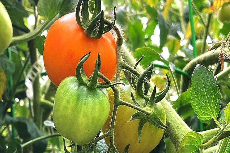 Pigments play a role in creating tasty tomatoes Pigments play a role in creating tasty tomatoes