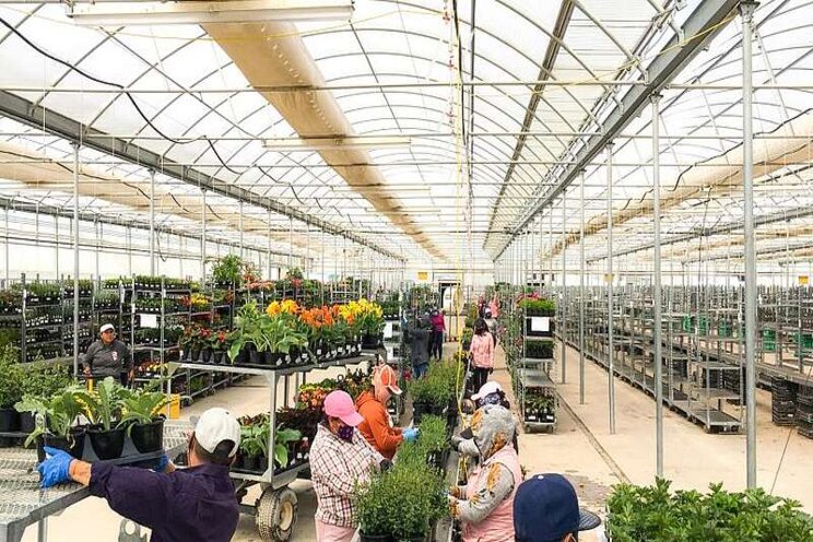 Challenges and solutions to the greenhouse labor problem Challenges and solutions to the greenhouse labor problem