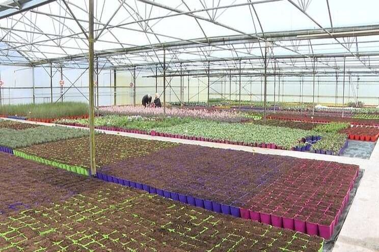 Horticulture industry at 'critical stage' over peat shortage Horticulture industry at 'critical stage' over peat shortage