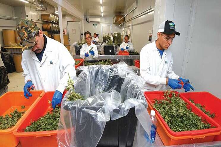 Why curing cannabis is critical to plant quality Why curing cannabis is critical to plant quality