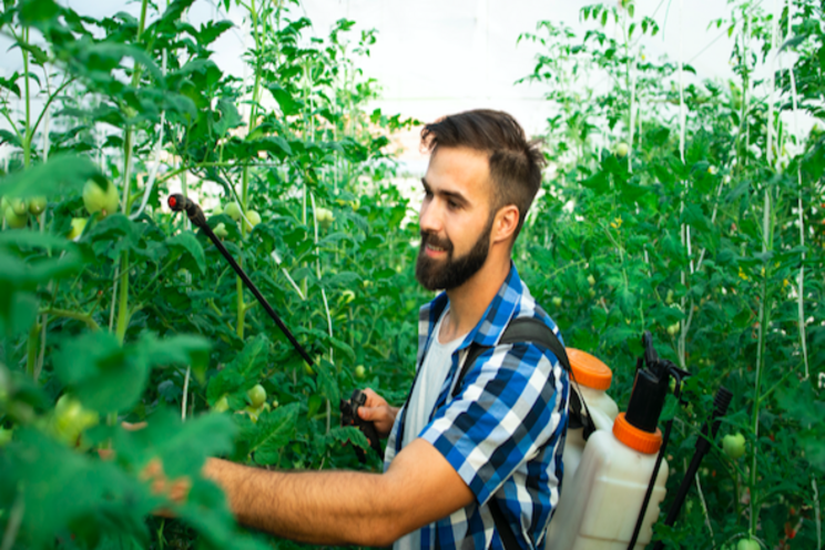 Study on novel sources of resistance to powdery mildew Study on novel sources of resistance to powdery mildew