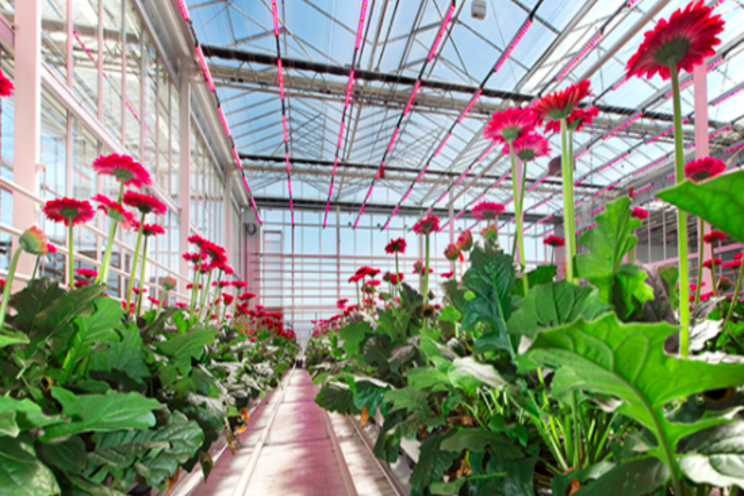 Towards a climate-neutral greenhouse crop production