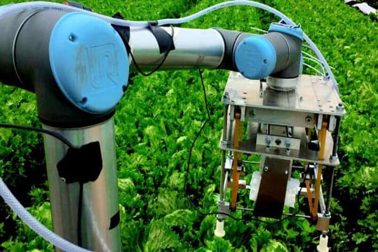 Robot uses machine learning to harvest lettuce Robot uses machine learning to harvest lettuce