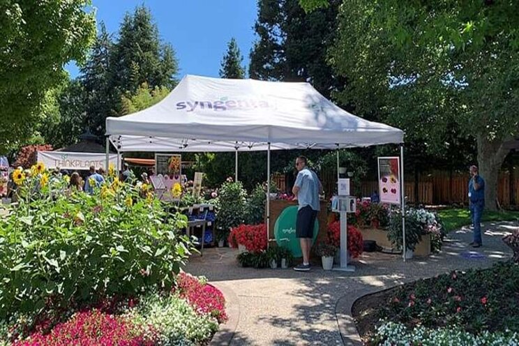 Heat-loving petunias, new margiolds and a carnival of color Heat-loving petunias, new margiolds and a carnival of color