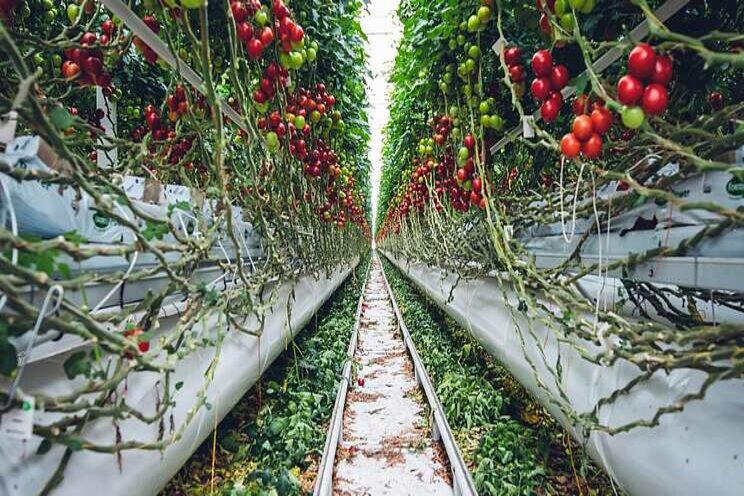 Novel practices of indoor, urban and vertical farming set to grow Novel practices of indoor, urban and vertical farming set to grow