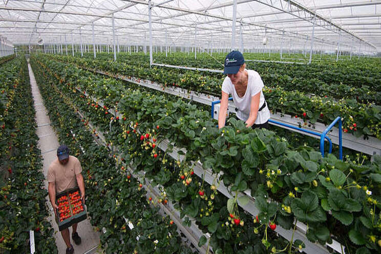 Method to produce British strawberries 'nine months a year' Method to produce British strawberries 'nine months a year'