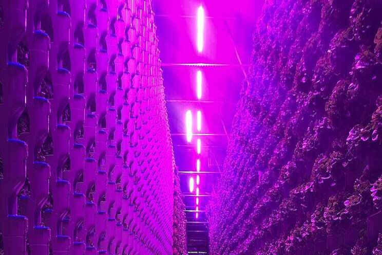 Energy efficiency matters when selecting LED grow lights? Energy efficiency matters when selecting LED grow lights?