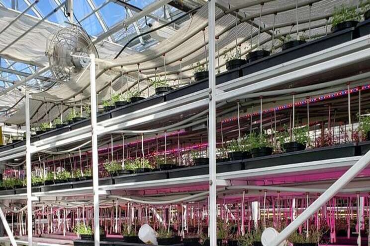 Challenges of growing vertically in greenhouses Challenges of growing vertically in greenhouses