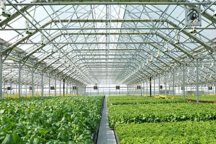 Competition, pricing, and future of the indoor leafy greens market Competition, pricing, and future of the indoor leafy greens market