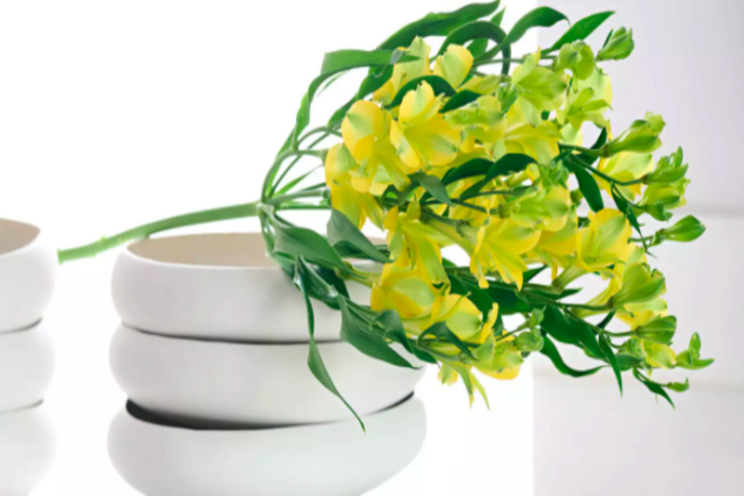 Royal Van Zanten announces yellow Charmelia Royal Van Zanten announces yellow Charmelia