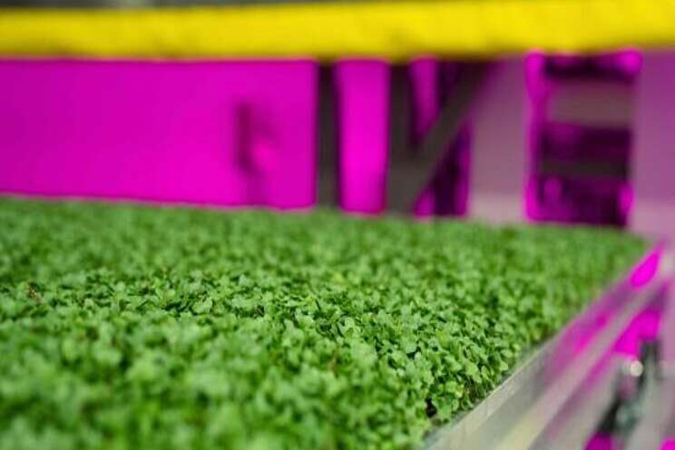 Goodleaf Farms announces expansion into Quebec Goodleaf Farms announces expansion into Quebec
