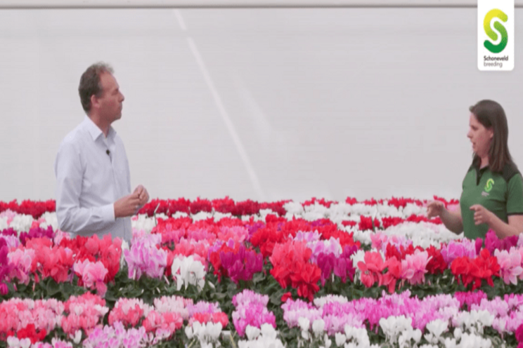 Schoneveld breeding debuts FlowerTrials video Schoneveld breeding debuts FlowerTrials video