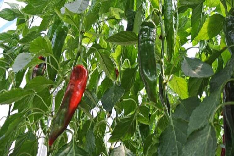 Organic cultivation of sweet pointed peppers in soil