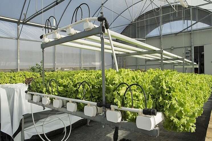 Vertical farming start-up eyes ready-to-eat salad market Vertical farming start-up eyes ready-to-eat salad market