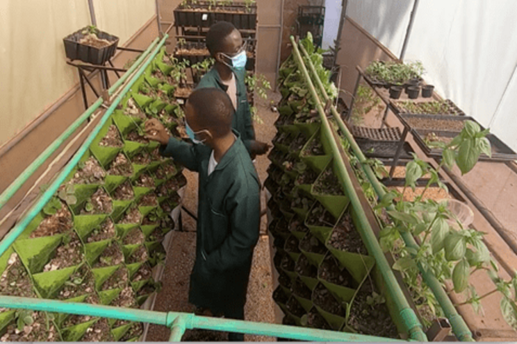 Are vertical gardens the future of farming in Africa? Are vertical gardens the future of farming in Africa?