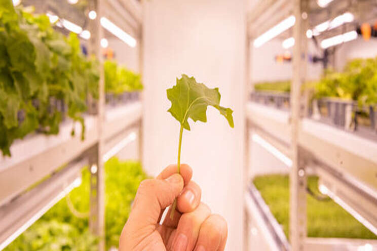 Is vertical farming the future of food? Is vertical farming the future of food?