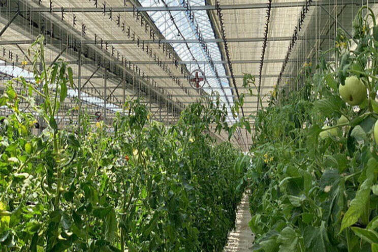 Measures to create modern greenhouses in the regions Measures to create modern greenhouses in the regions