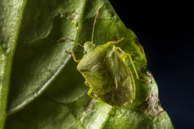 Koppert developing biological solution against green shield bug Koppert developing biological solution against green shield bug