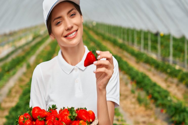 Bioactive packaging extends strawberry shelf-life Bioactive packaging extends strawberry shelf-life