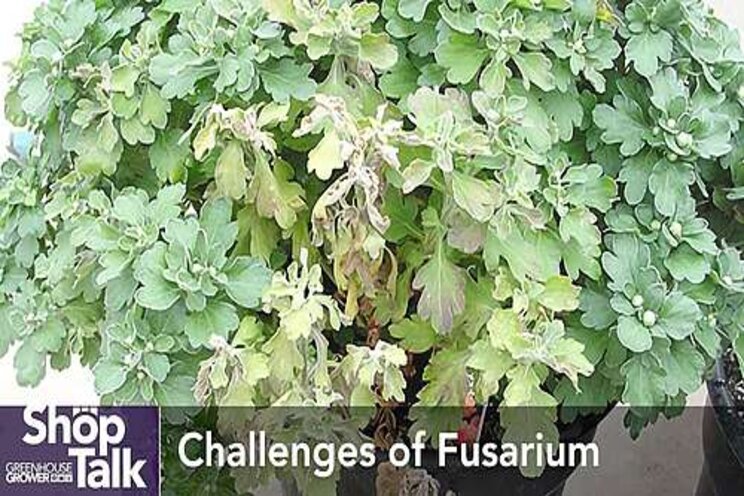 What to know about Fusarium in greenhouse cannabis What to know about Fusarium in greenhouse cannabis