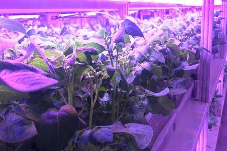 New high-tech vertical farm to produce 10x more seed potatoes New high-tech vertical farm to produce 10x more seed potatoes