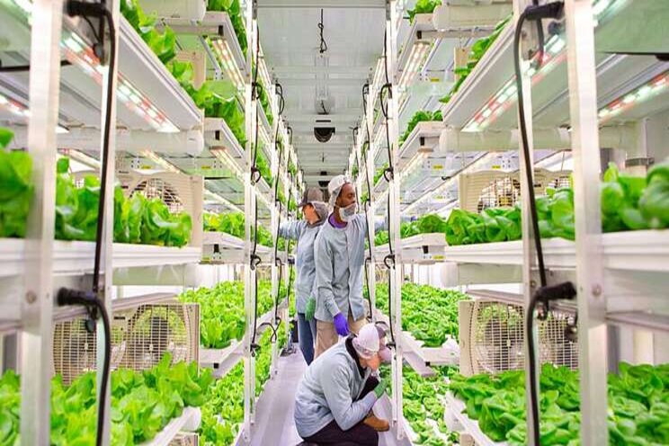 Vertical Roots opens new indoor farm in Atlanta Vertical Roots opens new indoor farm in Atlanta