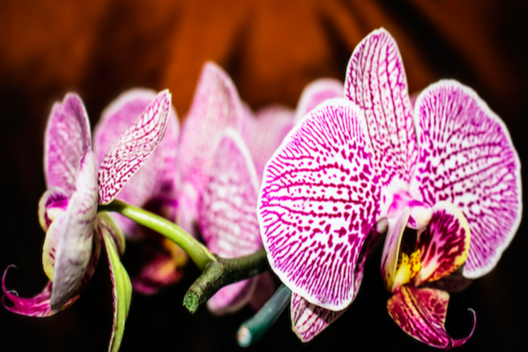 Global orchid event invites you Global orchid event invites you