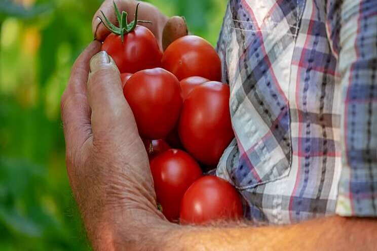 Brush up on your tomato disease knowledge Brush up on your tomato disease knowledge