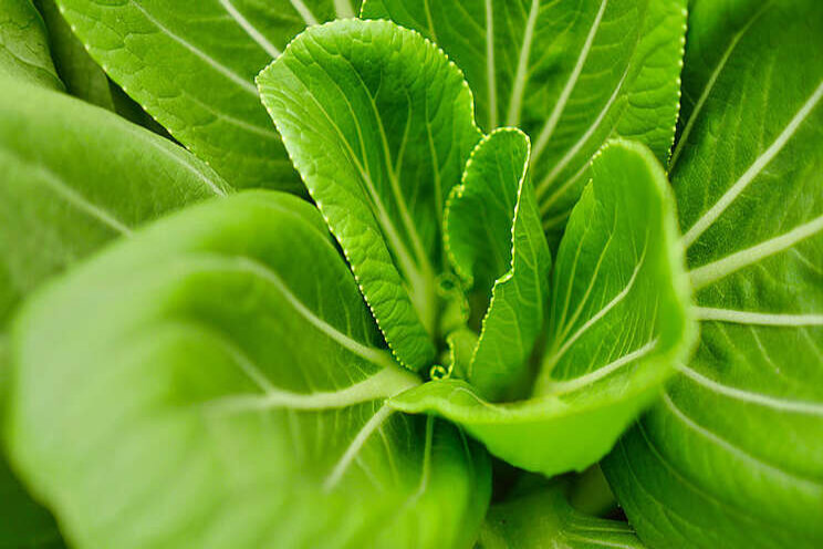 The importance of maximizing fertilizer uptake in plants The importance of maximizing fertilizer uptake in plants