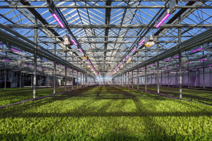 Element Farms in NJ to expand with baby spinach facility Element Farms in NJ to expand with baby spinach facility