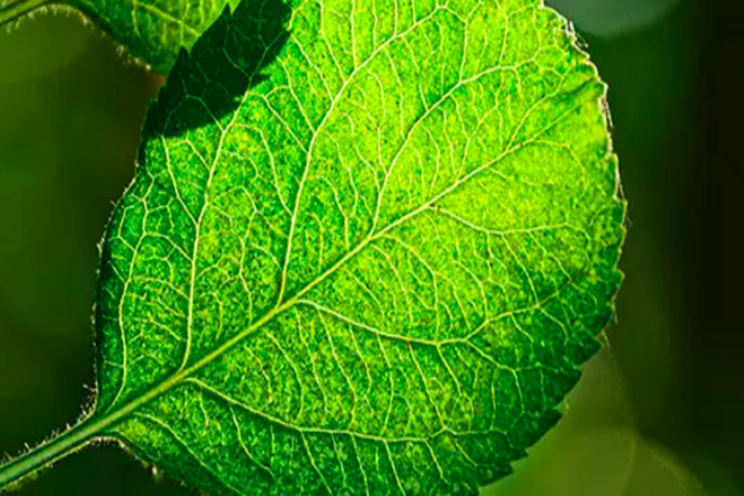 Tree shortage looms as UK plans to plant 30,000 ha Tree shortage looms as UK plans to plant 30,000 ha