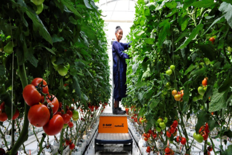 First vegetable seeds grown in BASF's facility in Ethiopia First vegetable seeds grown in BASF's facility in Ethiopia