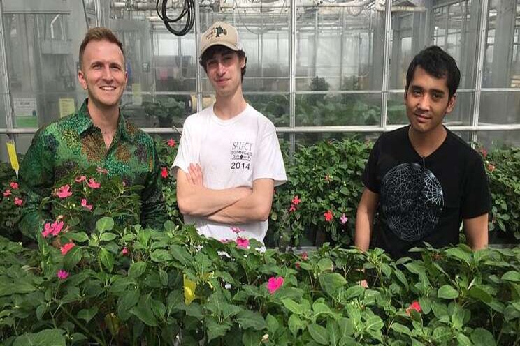 Breeding a more disease-resistant impatiens Breeding a more disease-resistant impatiens
