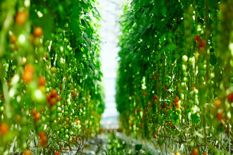 Exeter to become indoor-grown tomato capital Exeter to become indoor-grown tomato capital