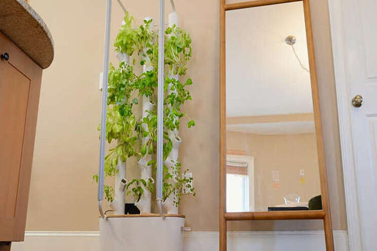 This device helps to grow veggies indoors This device helps to grow veggies indoors