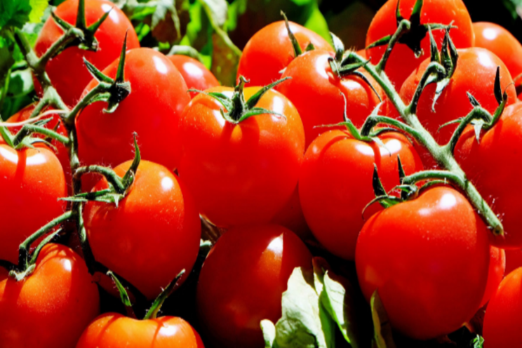 Mexican tomato export value up 20% in 2020, a new record Mexican tomato export value up 20% in 2020, a new record
