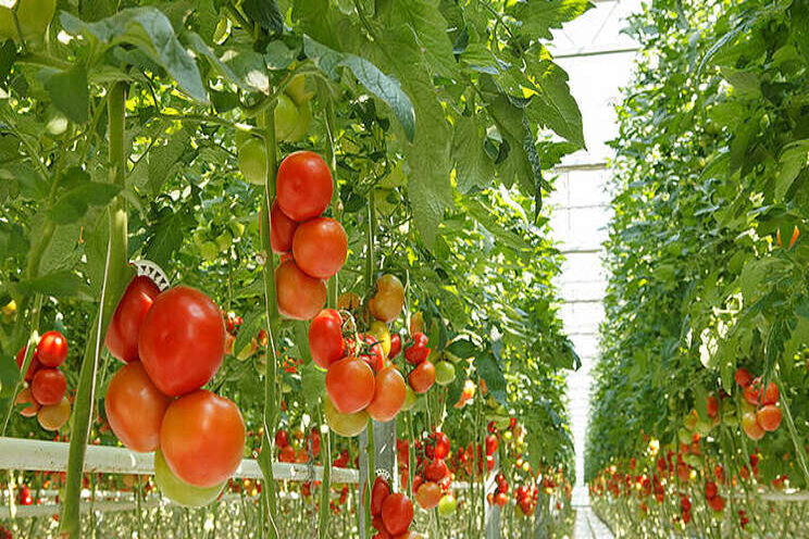 Massive greenhouse proposal pits need for local food production Massive greenhouse proposal pits need for local food production
