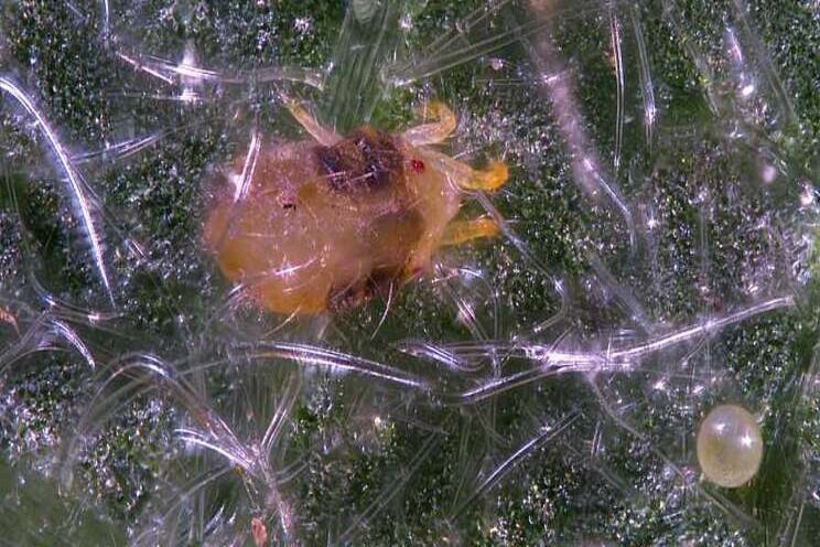 Five ways to control mites in the greenhouse Five ways to control mites in the greenhouse