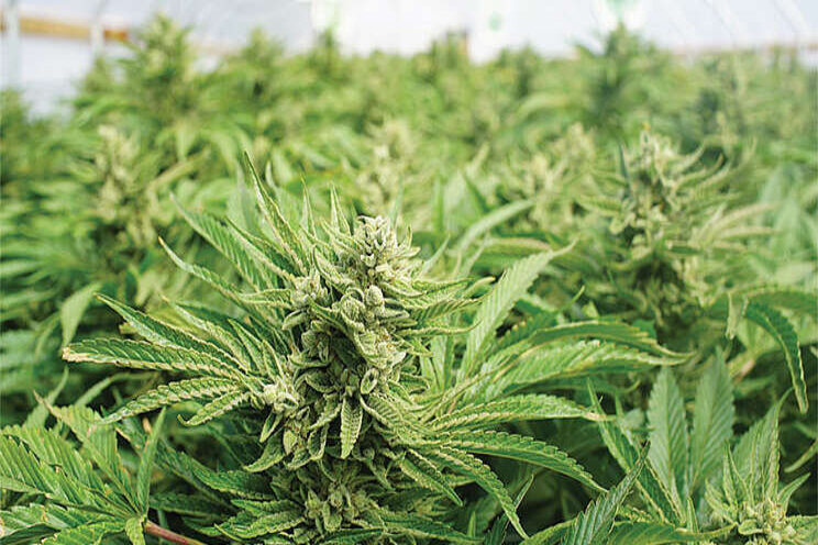 Best practices for commercial cannabis propagation Best practices for commercial cannabis propagation