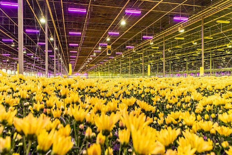 Add led to your grow light system with the optimal heat balance Add led to your grow light system with the optimal heat balance